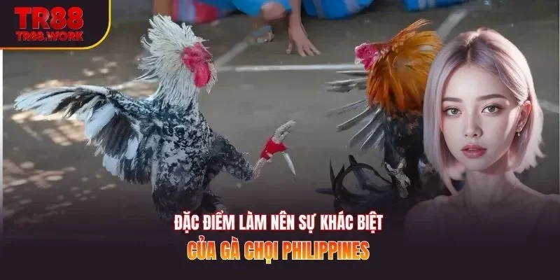 Đặc điểm làm nên sự khác biệt của gà chọi Philippines 