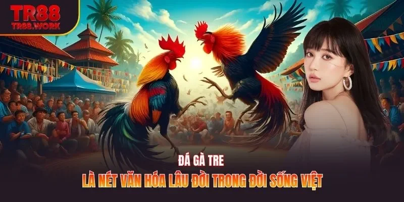 Đá gà tre là nét văn hóa lâu đời trong đời sống Việt